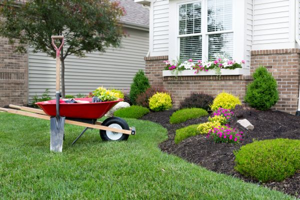 Arborvitae Planting